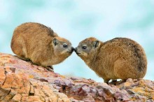 Намибия. Африка. Инопланетные растения.