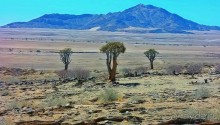 Намибия. Африка. Инопланетные растения.