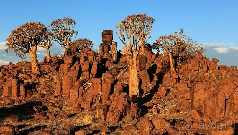 Намибия. Африка. Инопланетные растения. Намибия. Африка. Инопланетные растения.