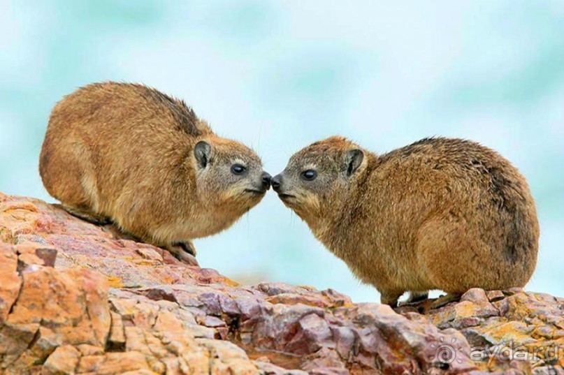 Намибия. Африка. Инопланетные растения. Намибия. Африка. Инопланетные растения.