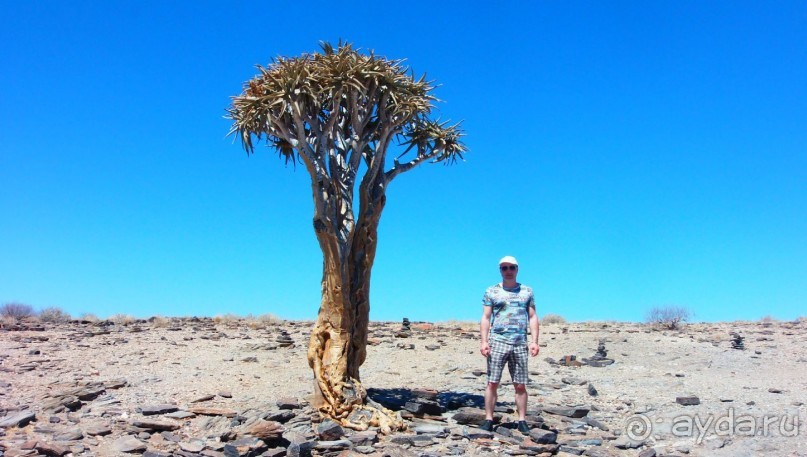 Намибия. Африка. Инопланетные растения. Намибия. Африка. Инопланетные растения.