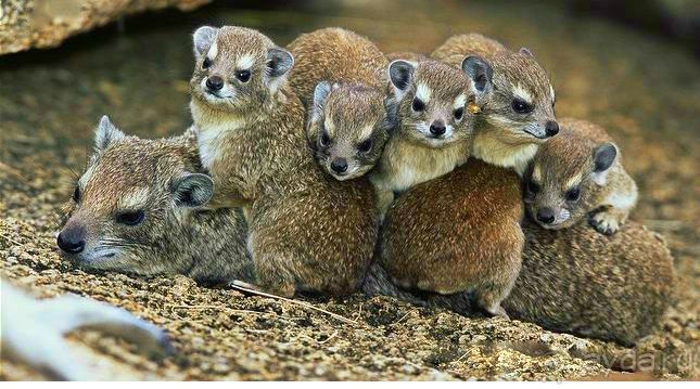 Намибия. Африка. Инопланетные растения. Намибия. Африка. Инопланетные растения.