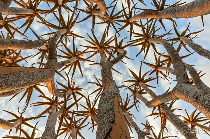 Намибия. Африка. Инопланетные растения. Намибия. Африка. Инопланетные растения.