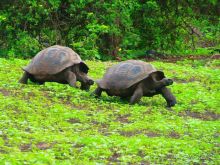 Галапагосские острова. Галапагосская слоновая черепаха.