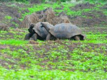 Галапагосские острова. Галапагосская слоновая черепаха.