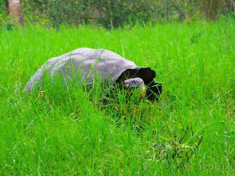 Галапагосские острова. Галапагосская слоновая черепаха.