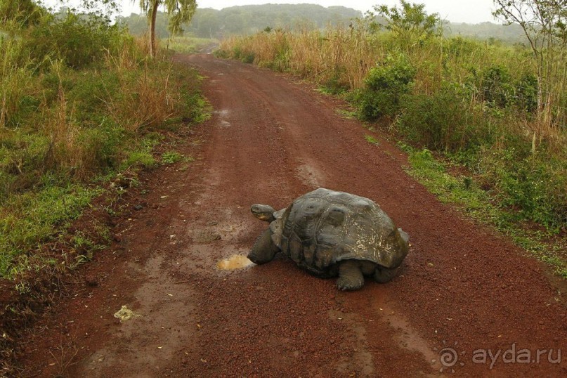 Галапагосские острова. Галапагосская слоновая черепаха.