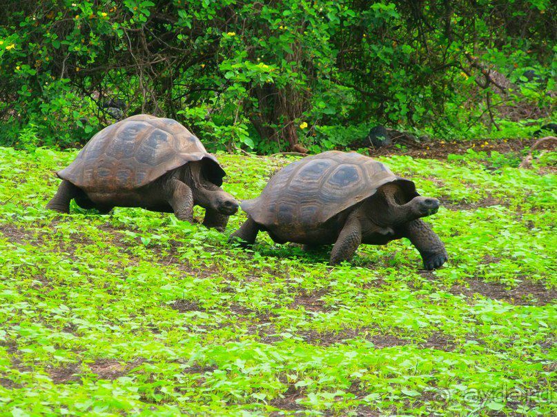 Галапагосские острова. Галапагосская слоновая черепаха.