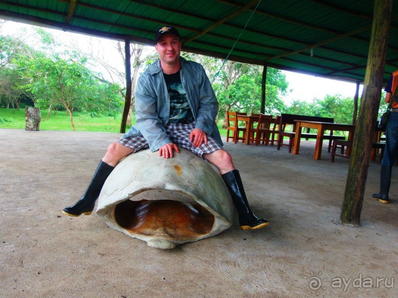 Галапагосские острова. Галапагосская слоновая черепаха.
