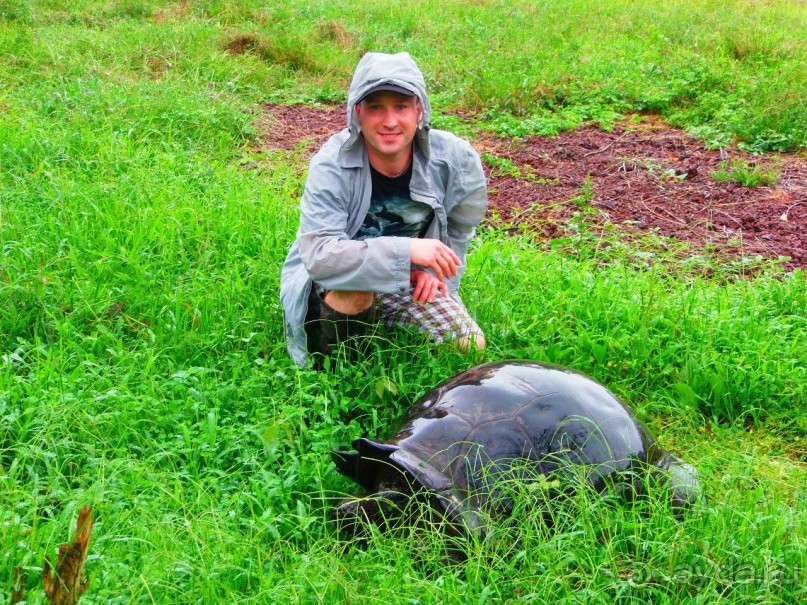 Галапагосские острова. Галапагосская слоновая черепаха.