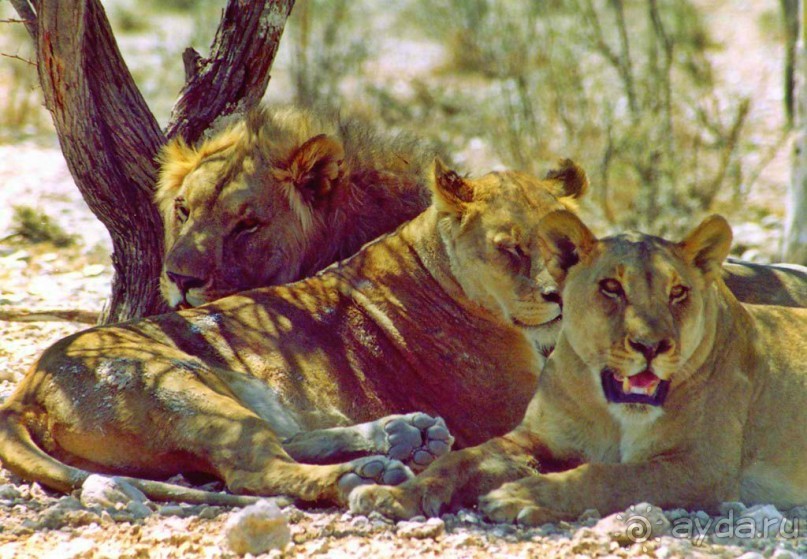 Намибия. Африка. Заповедник Этоша. 