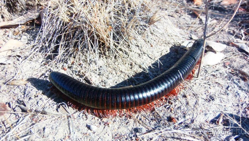 Намибия. Африка. Заповедник Этоша. 