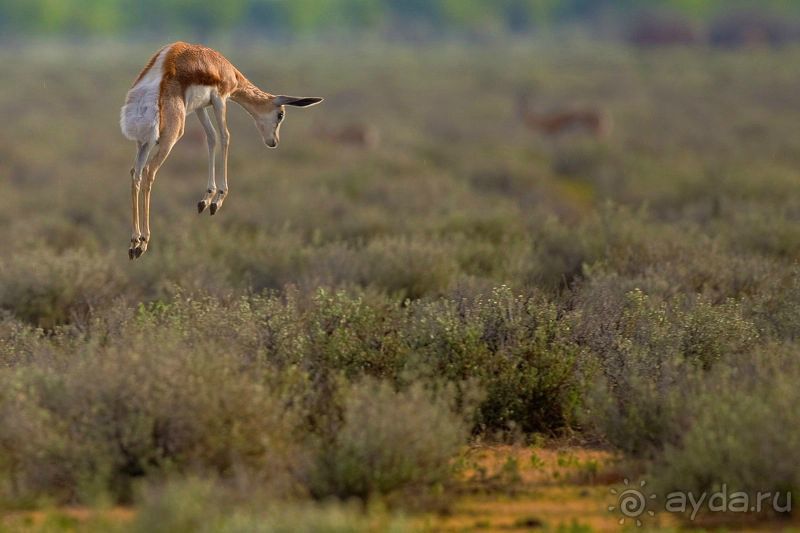 Намибия. Африка. Заповедник Этоша. 