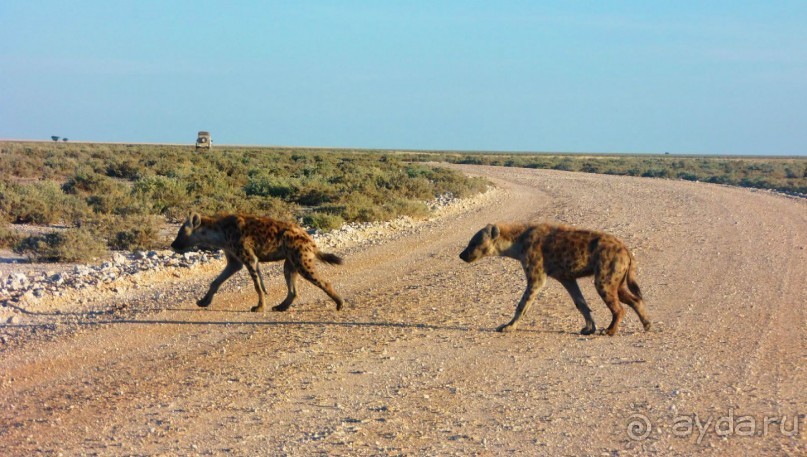 Намибия. Африка. Заповедник Этоша. 