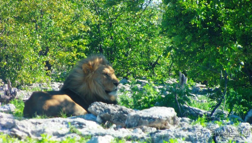 Намибия. Африка. Заповедник Этоша. 