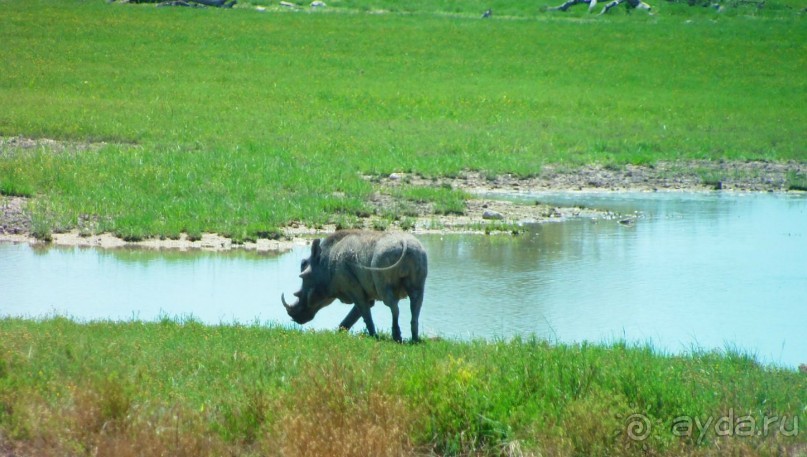 Намибия. Африка. Заповедник Этоша. 