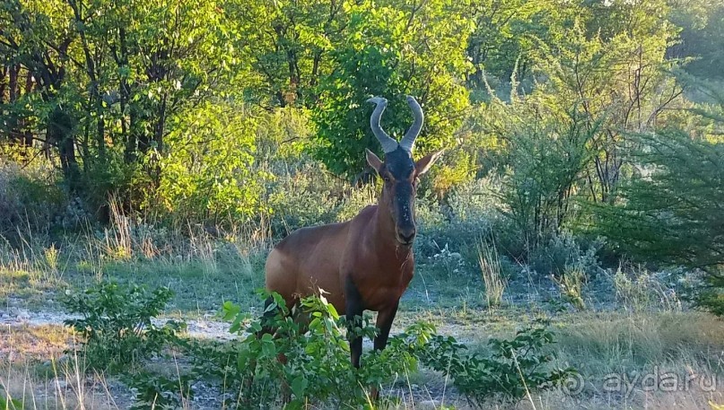 Намибия. Африка. Заповедник Этоша. 