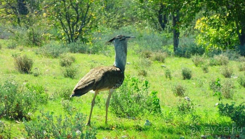 Намибия. Африка. Заповедник Этоша. 