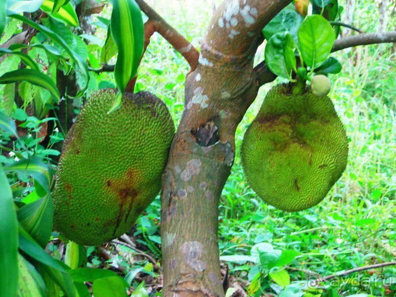 Остров Борнео. Растительный  мир. 