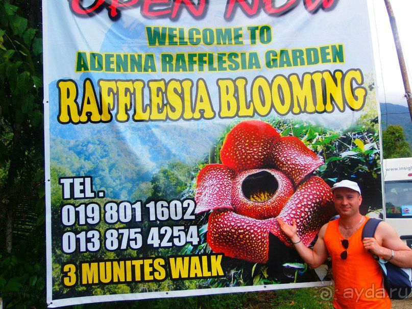 Остров Борнео. Растительный  мир. 