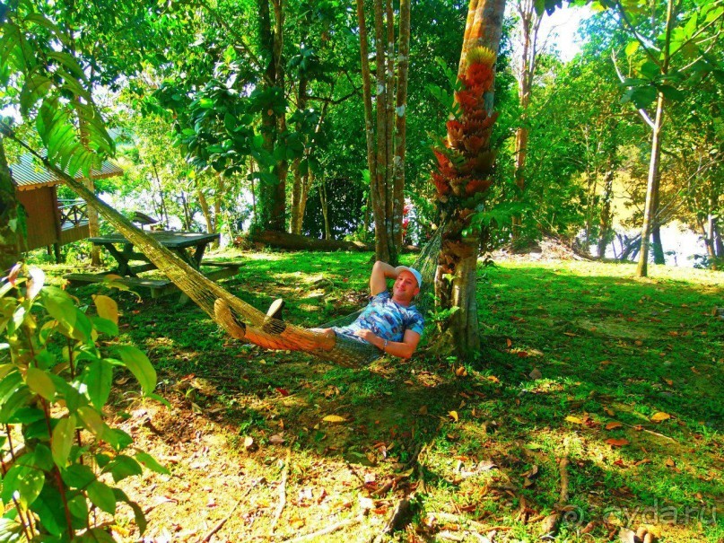 Остров Борнео. Растительный  мир. 