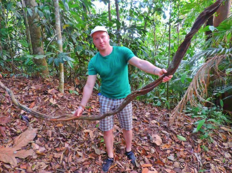 Остров Борнео. Растительный  мир. 