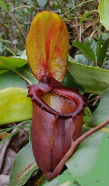 Остров Борнео. Растительный  мир. 