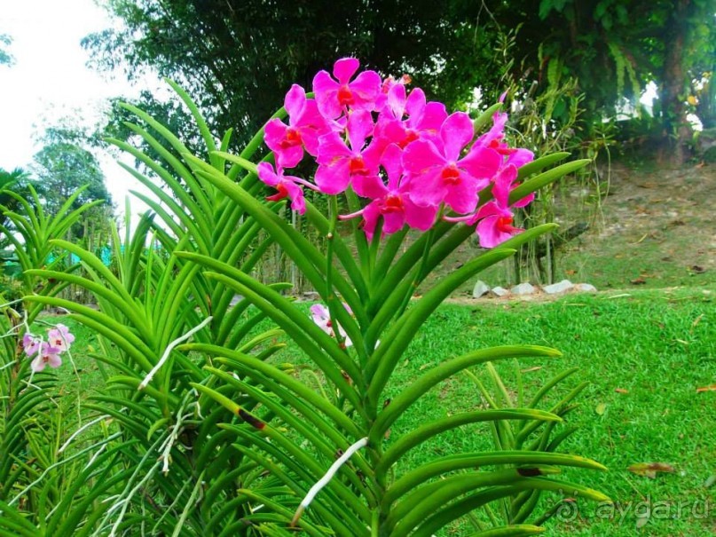 Остров Борнео. Растительный  мир. 