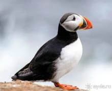 Исланди. Чёрный пляж.