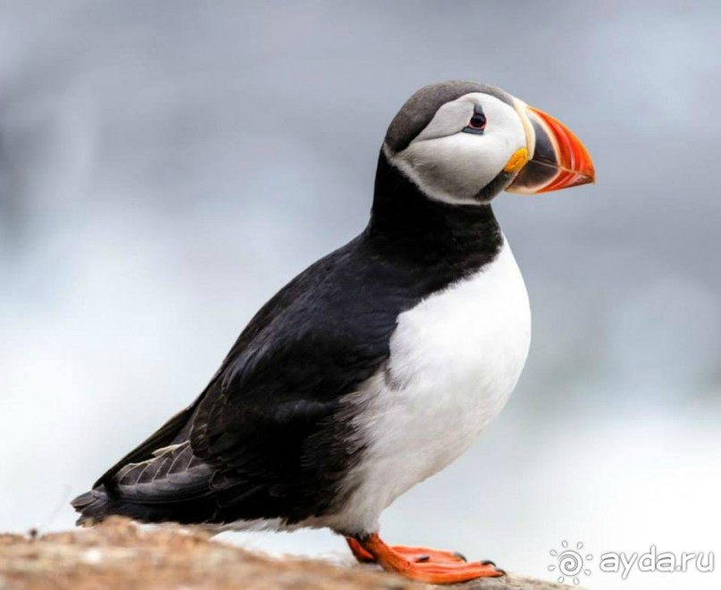 Исланди. Чёрный пляж.