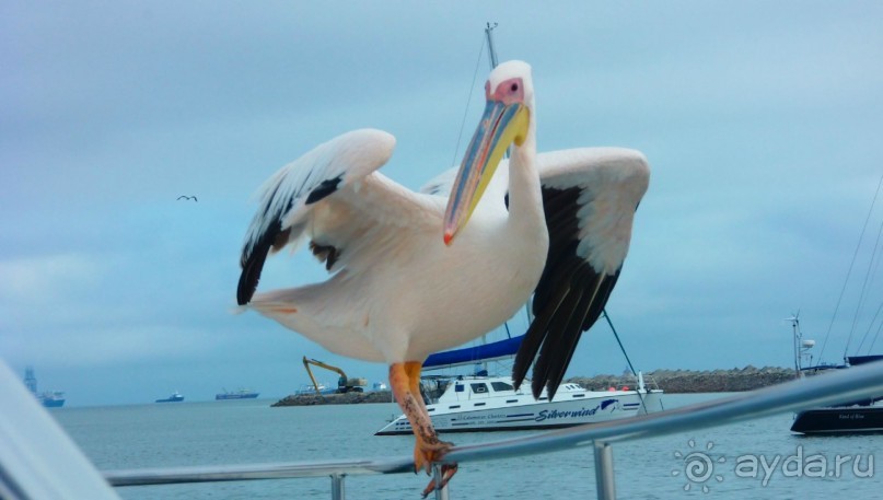 Намибия. Африка.  Прогулка на яхте.