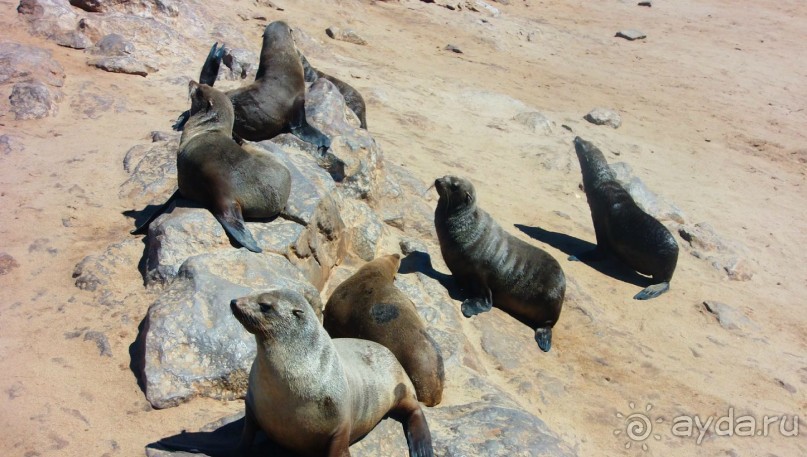 Намибия. Африка. Море морских котиков.