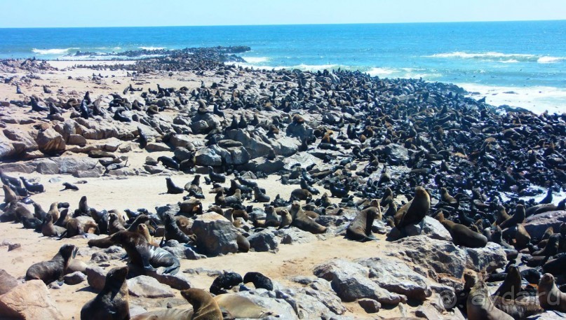 Намибия. Африка. Море морских котиков.