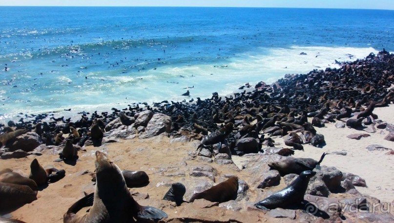 Намибия. Африка. Море морских котиков.