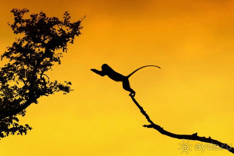 Малайзия. Остров Борнео. Животный мир.