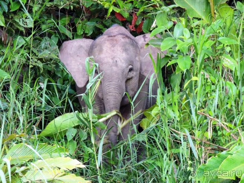 Малайзия. Остров Борнео. Животный мир.