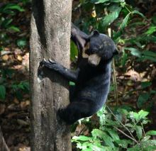 Малайзия. Остров Борнео. Животный мир.