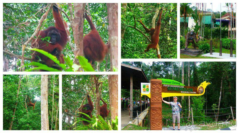 Малайзия. Остров Борнео. Животный мир.