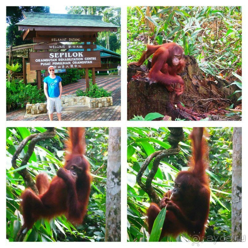 Малайзия. Остров Борнео. Животный мир.