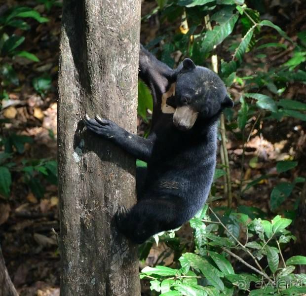 Малайзия. Остров Борнео. Животный мир.