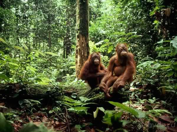 Малайзия. Остров Борнео. Животный мир.