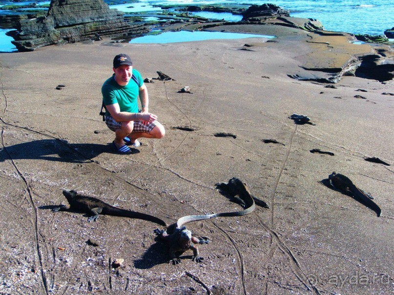 Галапагосские острова. Морская игуана.