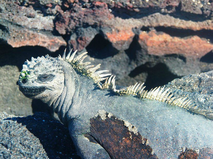 Галапагосские острова. Морская игуана.
