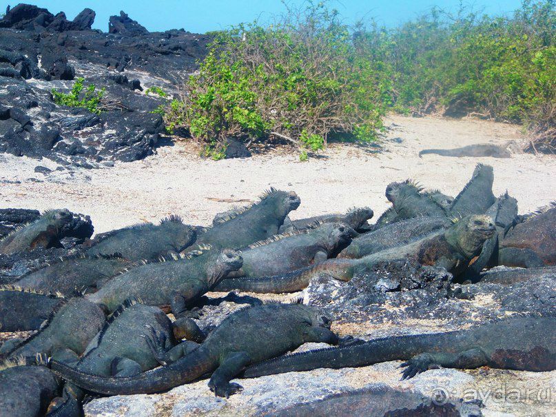 Галапагосские острова. Морская игуана.