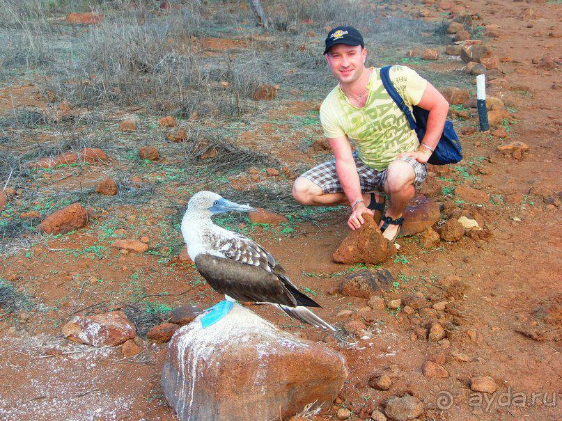 Галапагосские острова. Морская игуана.