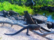 Галапагосские острова. Морская игуана.