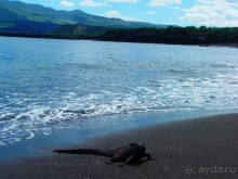Галапагосские острова. Морская игуана.
