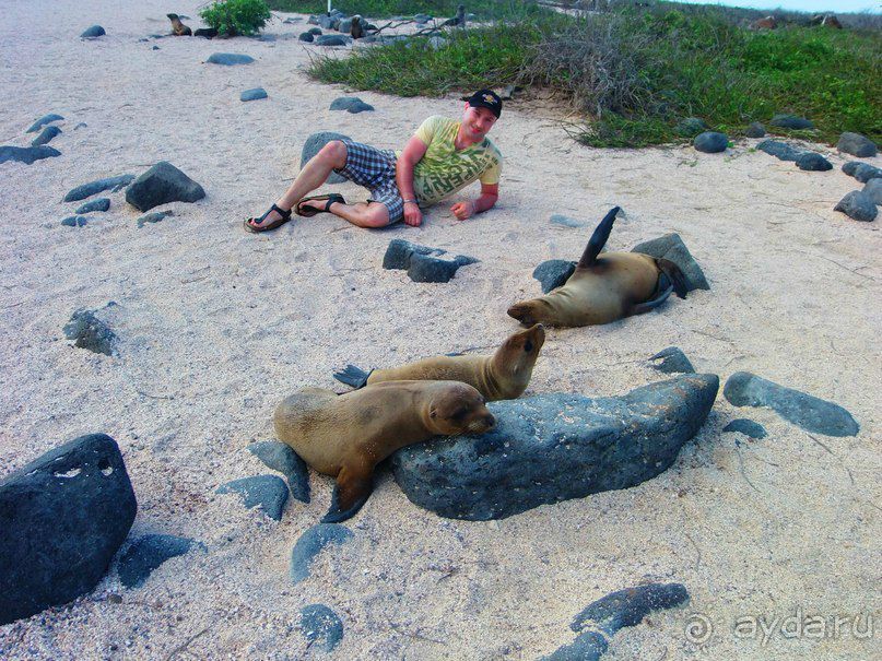 Галапагосские острова. Морская игуана.