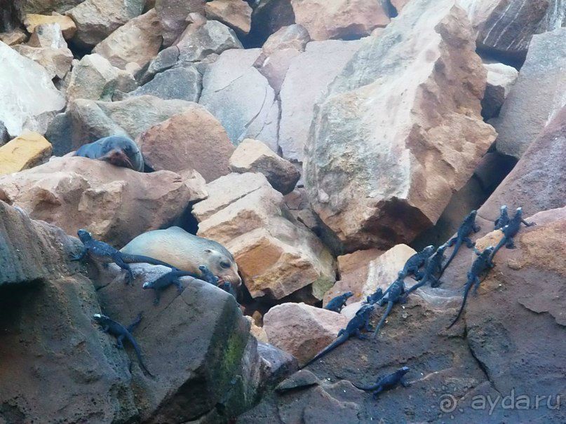 Галапагосские острова. Морская игуана.