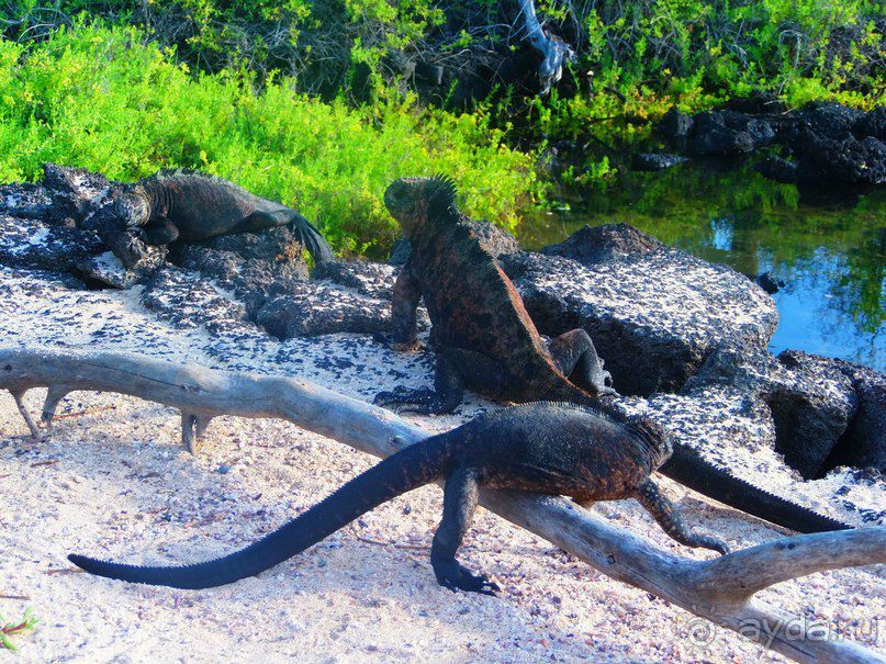 Галапагосские острова. Морская игуана.